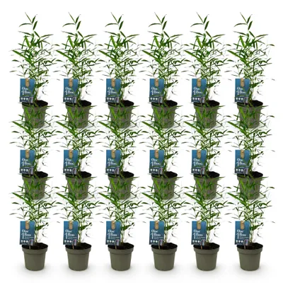 Image de Green boutiQ - Bambou - Fargesia Blue Dragon - À feuillage persistant - Non envahissant - Vert - 18 plants - Pot de 14 cm - Hauteur 35 cm