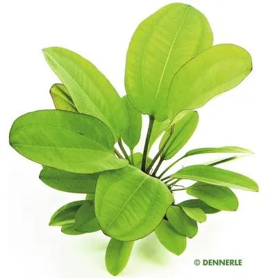 Obrázek produktu pro Vodní rostlina Echinodorus Dschungelstar Nr. 2