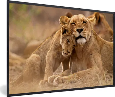 Produktbild von MuchoWow® MuchoWow® Gerahmtes Poster Löwe - Wilde Tiere - Jungtier 90x60 cm - Poster mit zchwarzem Bilderrahmen - Fotorahmen - Foto-Plakat