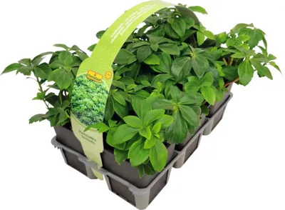 Obrázek produktu pro Tlustonitník klasnatý, pachysandra klasnatá FloraSelf Pachysandra terminalis balení 6 ks