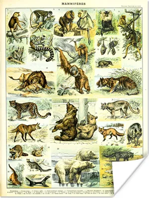 Produktbild von MuchoWow® Poster Tiere - Affe - Bär 120x160 cm - Wandbilder