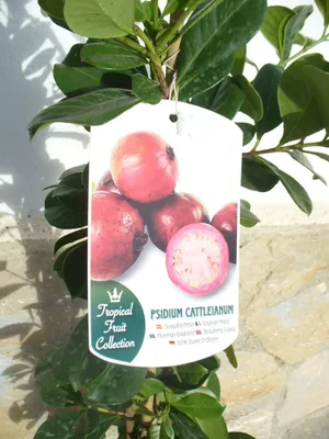 Zdjęcie produktu dla Roślina truskawkogwajawa (Psidium cattleianum) - o jadalnych owocach - wysokość 110-125 cm
