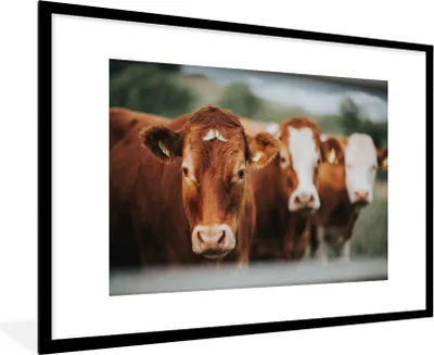 Produktbild von MuchoWow® MuchoWow® Gerahmtes Poster Kühe - Gras - Zaun 90x60 cm - Poster mit zchwarzem Bilderrahmen - Wanddekoration - Fotos
