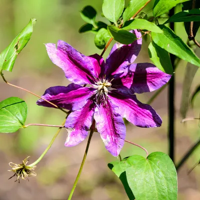 Obrázek produktu pro Clematis Akaishi 2L