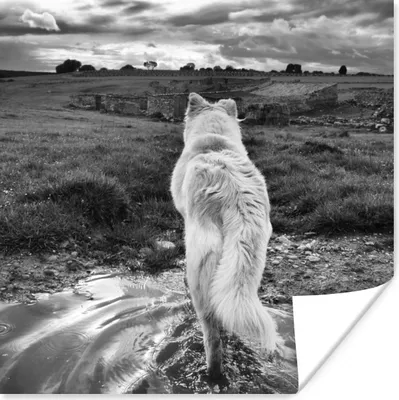 Produktbild von MuchoWow® Poster Wolf mit Blick auf die Landschaft in Schwarz und Weiß 30x30 cm - Wandposter - Printing