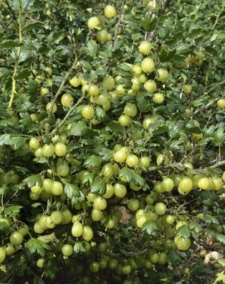 A close-up view of a gooseberry bush laden with ripe yellow gooseberries.