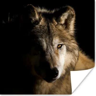 Produktbild von MuchoWow® Poster Polarwolf 100x100 cm - Babyzimmer