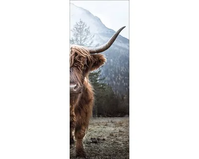 Produktbild von Leinwandbild Highland Cattle 27x77 cm
