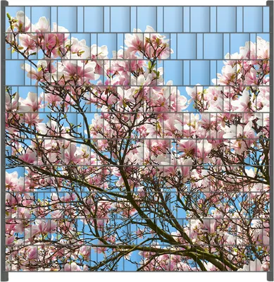 Produktbild von Wallario Zaunsichtschutz mit Motiv Schöne rosa Magnolien-Blüten vor blauem Himmel für Ein- und Doppelstabmatten Zäune in der Größe 200 x 200 cm