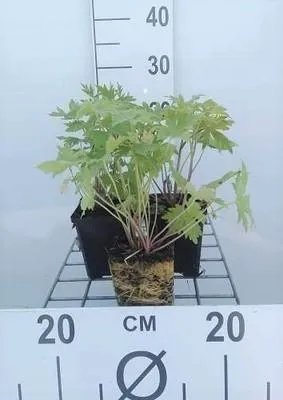 Immagine prodotto di 6 x Delphinium (p) 'Astolat' - Delphinium - vaso 9 x 9 cm