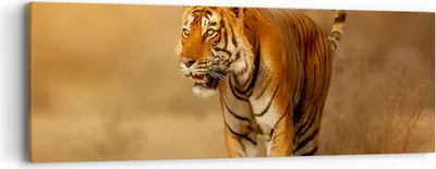 Produktbild von Bild auf Leinwand - Leinwandbild - tiger tier - 90x30cm - Wand Bild - Wanddeko - Wandbilder - Leinwanddruck - Bilder - Kunstdruck - Wanddekoration - Leinwand bilder - Wandkunst - AB90x30-3946