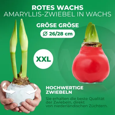 Immagine prodotto di Amaryllis in cera, colore rosso - 2 bulbi di amaryllis in cera - Bulbi di amaryllis in cera di grandi dimensioni, 28/30 - Piante vere ed esclusive, provenienti dall'Olanda - Hippeastrum (non semi, non artificiali)