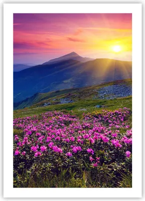 Produktbild von Poster - Poster ohne Rahmen - Wiese Berge Landschaft - 50x70 cm - Wand Bild - Wanddeko - Wandbilder - Kunstposter - Wandposter - Bilder - Kunstdruck - Wanddekoration - Wandbild - P2XPA50x70-2676