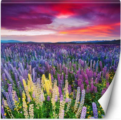 Produktbild von Vlies fototapete Heideblumen auf einer Wiese 300x300 cm Feeby Lila inkl. Kleber einfache Montage