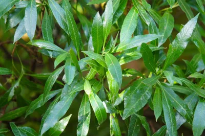 Produktbild von 10x Kirschlorbeer Caucasica 15-20 cm Topf P9 immergrün Sichtschutz Lorbeer