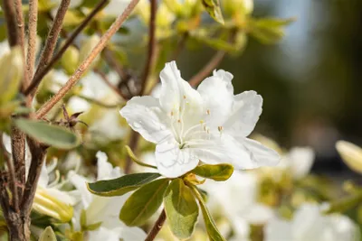 Zdjęcie produktu dla Rhododendron obtusum 'Luzi', azalia, kwiaty różowe, 20-25 cm
