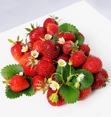Produktbild von BALDUR Garten 4er-Erdbeer-Mix 'Sortenreich', Pflanzen im 7x7 cm-Topf, äußerst aromatische Erdbeeren, wochenlange Ernte, winterhart & mehrjährig, ideal für Beet & Kübel, pflegeleicht