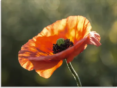 Produktbild von ARTland Glasbild Mohnblüte Nahaufnahme Größe: 60x45 cm
