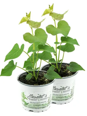 Produktbild von Enseleits 2er Set Süßkartoffel Pflanze Ipomea batata, Gemüse Pflanze, Aus Nachhaltigem Anbau!