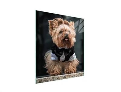 Immagine prodotto di Tagliere in vetro 45x52 cane