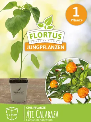 Artikelbild 5 von 'Chilipflanze Aji Calabaza' aus der Kategorie Chilipflanzen