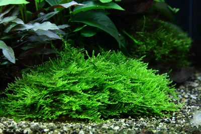Produktbild von Aquarium Pflanze In Vitro 2x Moos Taxiphyllum 'Spiky' Christmas 003G TC Set