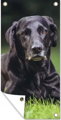 Produktbild von MuchoWow® 40x80 cm Outdoor-Poster Gartendeko Sichtschutz Garten Poster für den Garten  Ein schwarzer Labrador im Gras