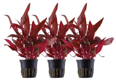 Produktbild von Aquarium Pflanze 3 Stück Alternanthera reineckii Rosanervig AquaOne Nr.323D Set