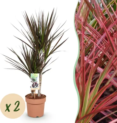 Produktbild von Dracaena Magenta - Drachenbaum - Pflegeleicht - Grün - 2 Pflanzen - 70-80cm - Ø17cm - Zimmerpflanze - Immergrün