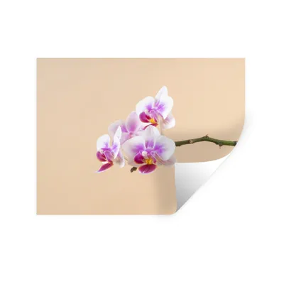 Produktbild von MuchoWow® Wandtattoo Wandsticker Wandaufkleber Weiße und rosa Orchidee 120x90 cm Selbstklebend und Repositionierbar - Aufkleber