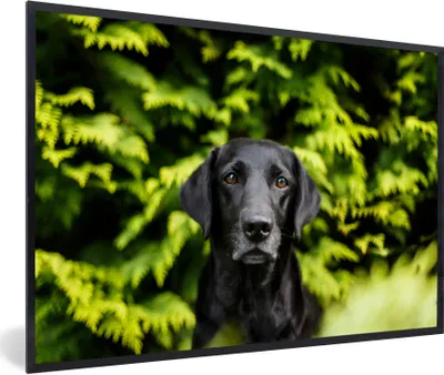 Produktbild von MuchoWow® Gerahmtes Poster Ein schwarzer Labrador Retriever inmitten der grünen Blätter 30x20 cm - Poster mit Schwarzem Bilderrahmen Wandposter Rahmen Foto Bilder - Kunstdruck - Bild-Poster
