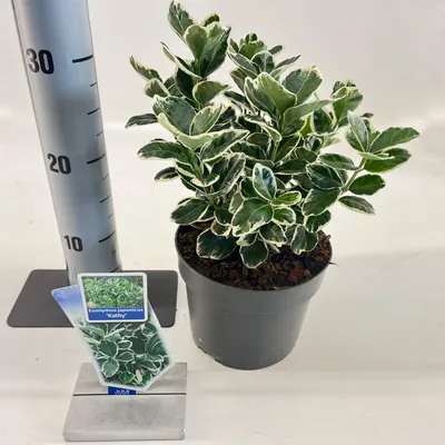 Zdjęcie produktu dla Euonymus jap. 'Kathy' – trzmielina | 25–30 cm w doniczce