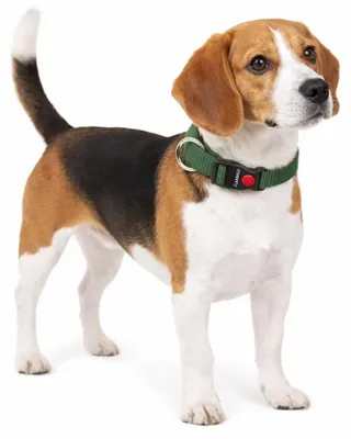 Produktbild von Halsband Hund – Ziggi kaki, Größe M, 40-55 cm, Nylon, verstellbar