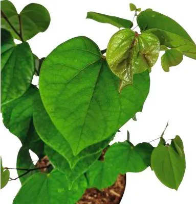 Obrázek produktu pro Zmarlika čínská Cercis chinensis 'Avondale' výška 40-60 cm květináč 5 l