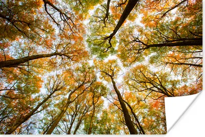 Produktbild von MuchoWow® Poster Herbst - Himmel - Baum 60x40 cm - Schlafzimmerdekoration