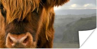 Produktbild von MuchoWow® Poster Schottischer Highlander - Orange - Nase 160x80 cm - Foto Poster
