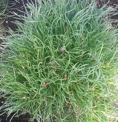 Produktbild von Berg Kiefer Krummholzkiefer Pinus Mugo 'Mughus' kompakt 15 - 20 cm