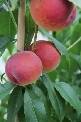 Produktbild von Pfirsich verschieden Sorten 80-120 cm, Pfirsich:Roter Weinbergpfirsich