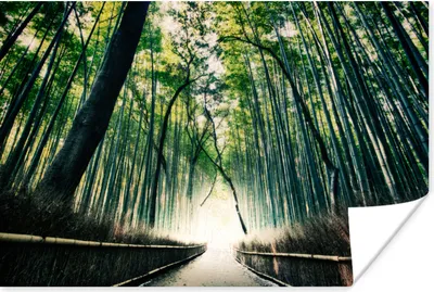 Produktbild von MuchoWow® Poster Bambuswald in Arashiyama in Japan 30x20 cm - Plakate - Print