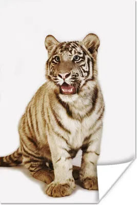 Produktbild von MuchoWow® Poster Jungtier - Tier - Tiger 120x180 cm - Kunstposter