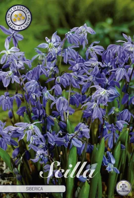 Artikelbild 2 von 'Sibirischer Blaustern (15 Stück)' aus der Kategorie Blausternzwiebeln
