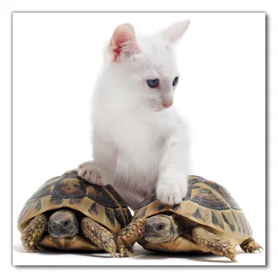 Produktbild von Wallario selbstklebende Möbelfolie/ Tischdecke für Innen und Außen, Größe: 50 x 50 cm - Katze auf Schildkröten