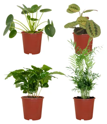 Immagine prodotto di Fioriera per animali - 4 pezzi - Ø12cm - ↕20-40cm