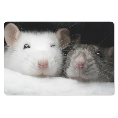 Produktbild von MuchoWow® Schreibtischunterlage Nahaufnahme Ratten in einem Korb 60x40 cm - XXL Mauspad - Großes Mauspad
