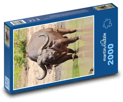 Zdjęcie produktu dla martinpuzzle - Puzzle 2000 - Buvol afrykański
