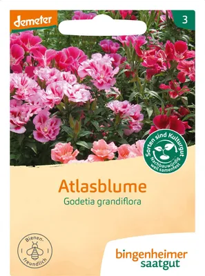 Artikelbild 2 von 'BIO Atlasblume' aus der Kategorie Blumensamen