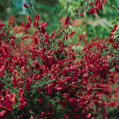 Produktbild von Besenginster 'BOSKOOP RUBY' 20-30 cm, Cont. 1,4 l