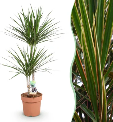 Image de Dracaena Marginata - Dragonnier - Peu d'entretien - Vert - 90-100cm - Ø21cm - Plante d'intérieur - Vert persistant