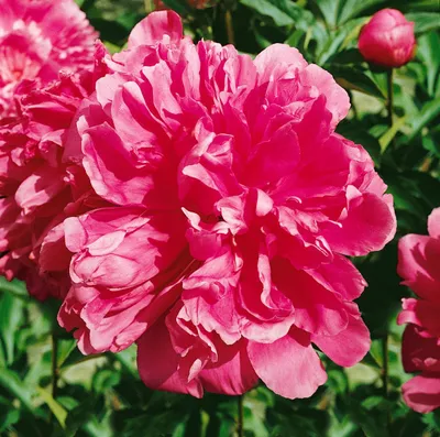 Produktbild von Paeonia lactiflora 'General Mac Mahon', Pfingstrose, rosa, ca. 11x11 cm Topf