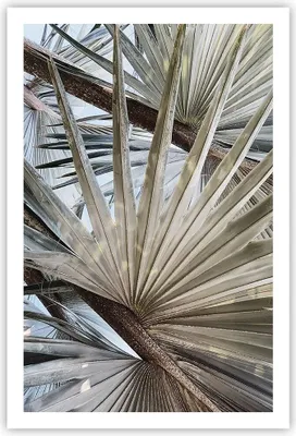Produktbild von Poster - Poster ohne Rahmen - Blatt Palme Natur - 61x91,5 cm - Wand Bild - Wanddeko - Wandbilder - Kunstposter - Wandposter - Bilder - Kunstdruck - Wanddekoration - Wandbild - P2XPA61x91-5056